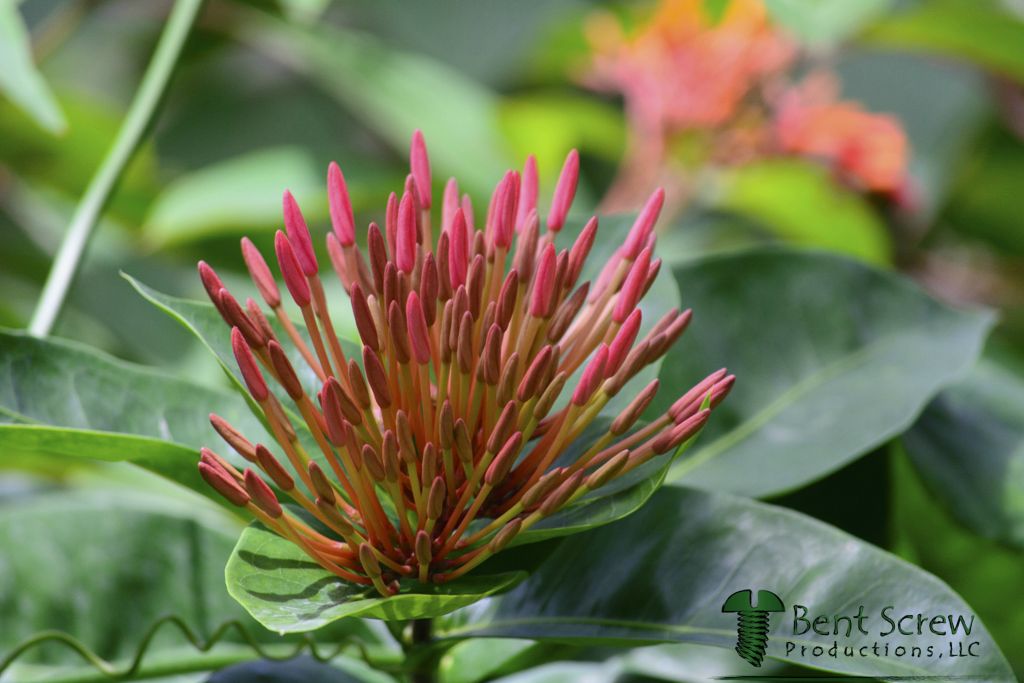 Flower - Budding Jungle Flame